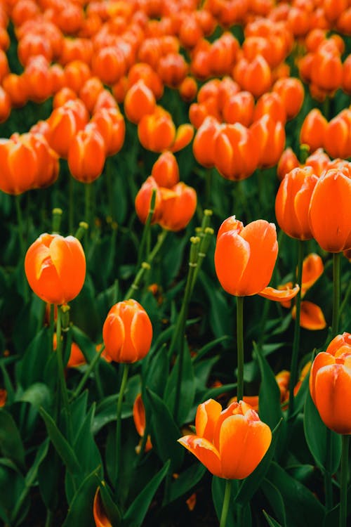 Orange tulips in a field with green grass
