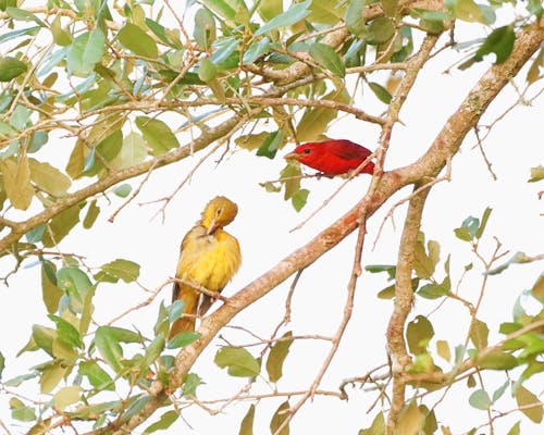 Free stock photo of bird, summer tanager