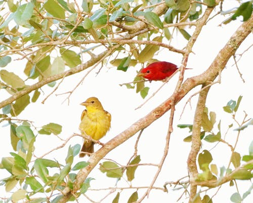 Free stock photo of bird, summer tanager