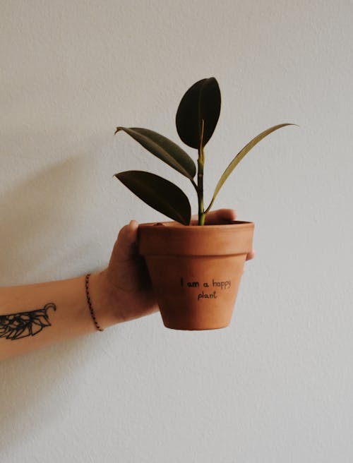 Photo of a Potted Plant