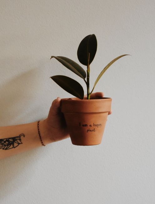 Hand holding a potted rubber plant with decorative text on a white background.