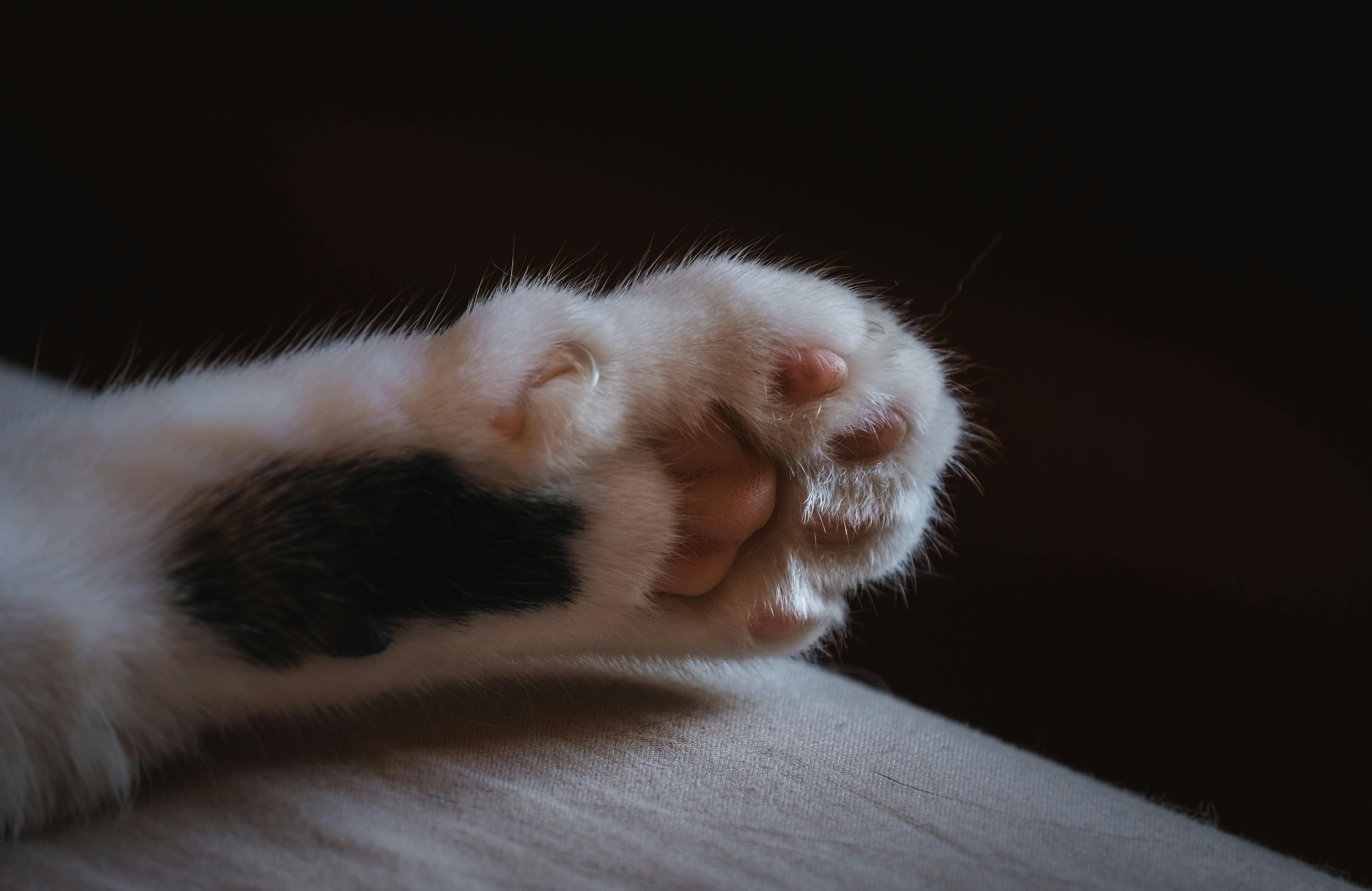 Close Up Photo Of A Cat S Paw Free Stock Photo