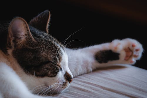 Close-Up Photo of a Sleeping Cat