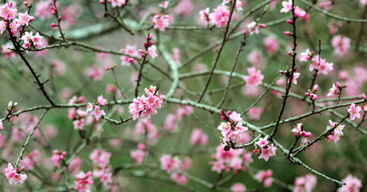 Spring Free Stock A Tree in Spring · Free Stock Photo