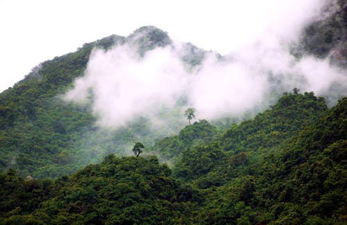 Бесплатное стоковое фото с водопад, гора, дерево