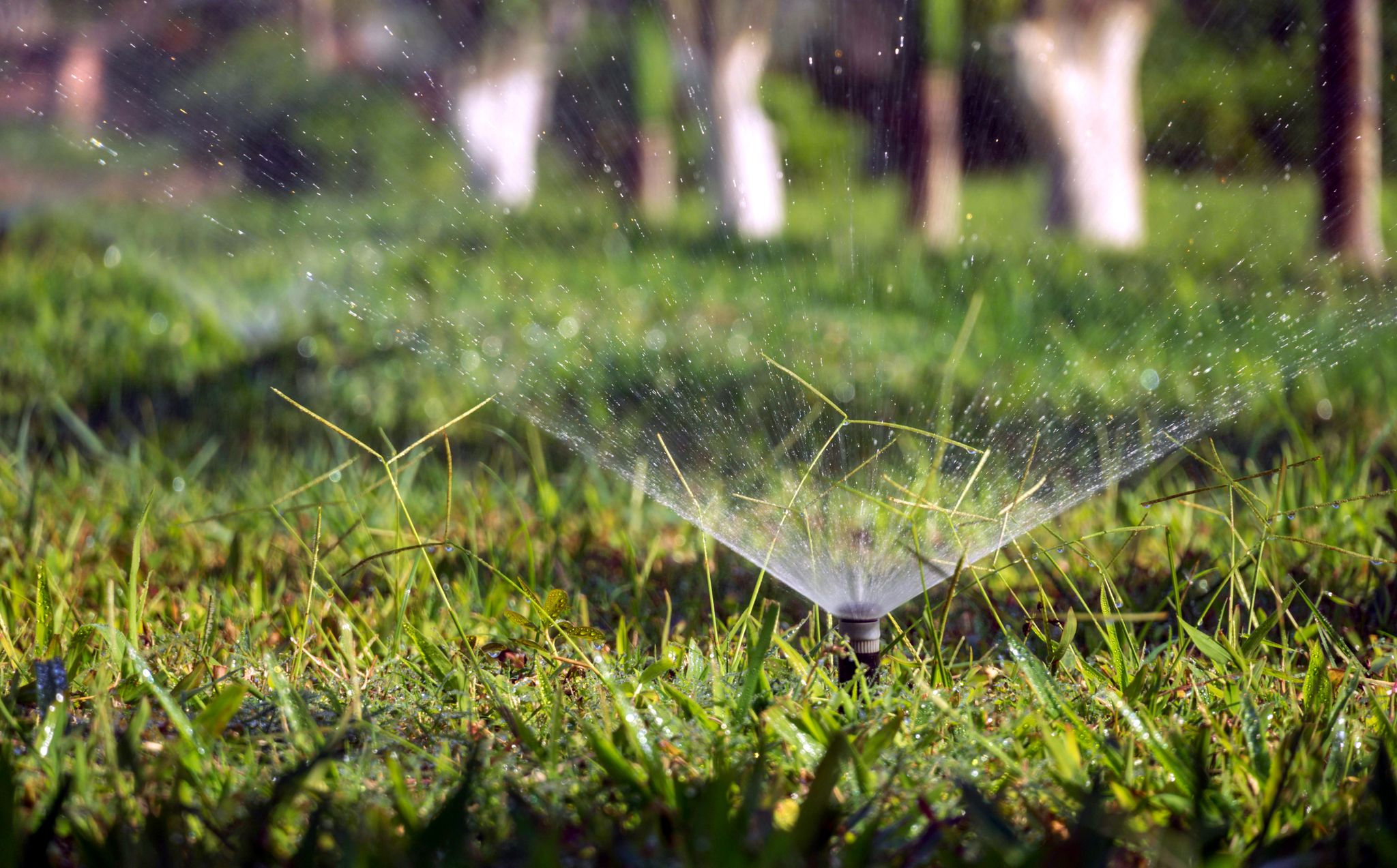 Tips om gras te beschermen tegen hitte en zwembadjes