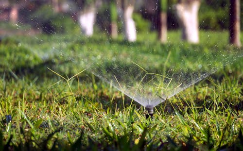Hidden Benefits of Letting Your Yard Go Wild in Fall