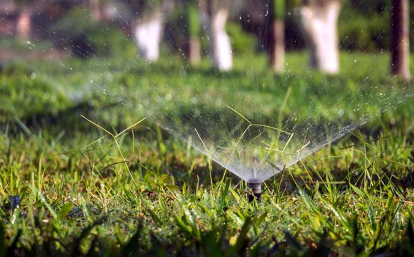 Close-up of a sprinkler watering a lush green lawn