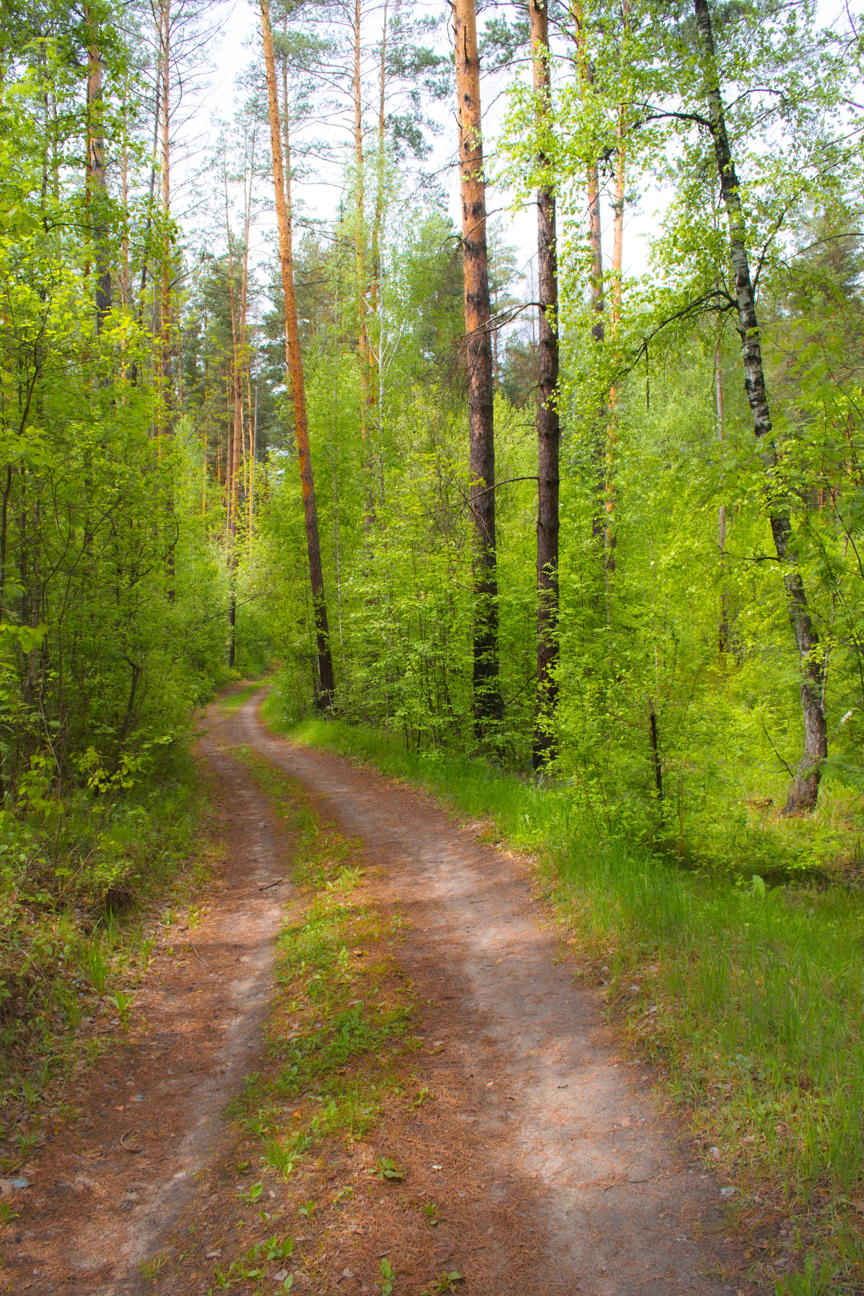 Árboles Alrededor De Un Camino De Tierra En El Bosque · Foto de stock ...