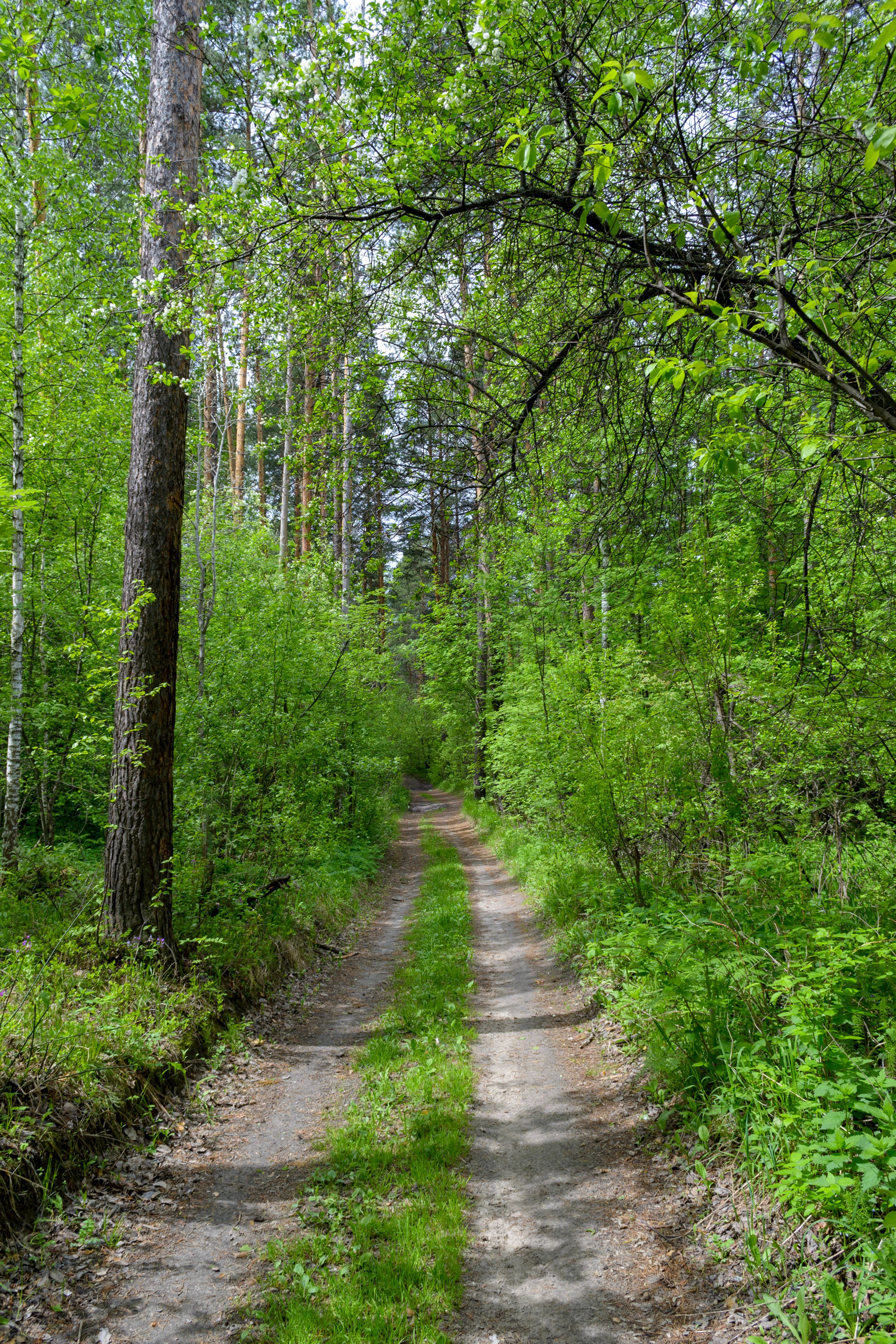 Chemin De Terre Dans Une Forêt Verte Et Dense · Photo gratuite