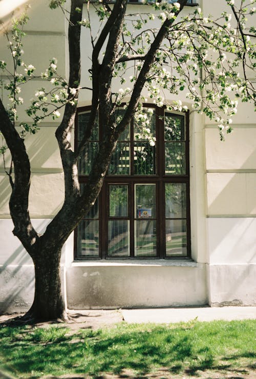 Foto d'estoc gratuïta de arbre, façana, façanes