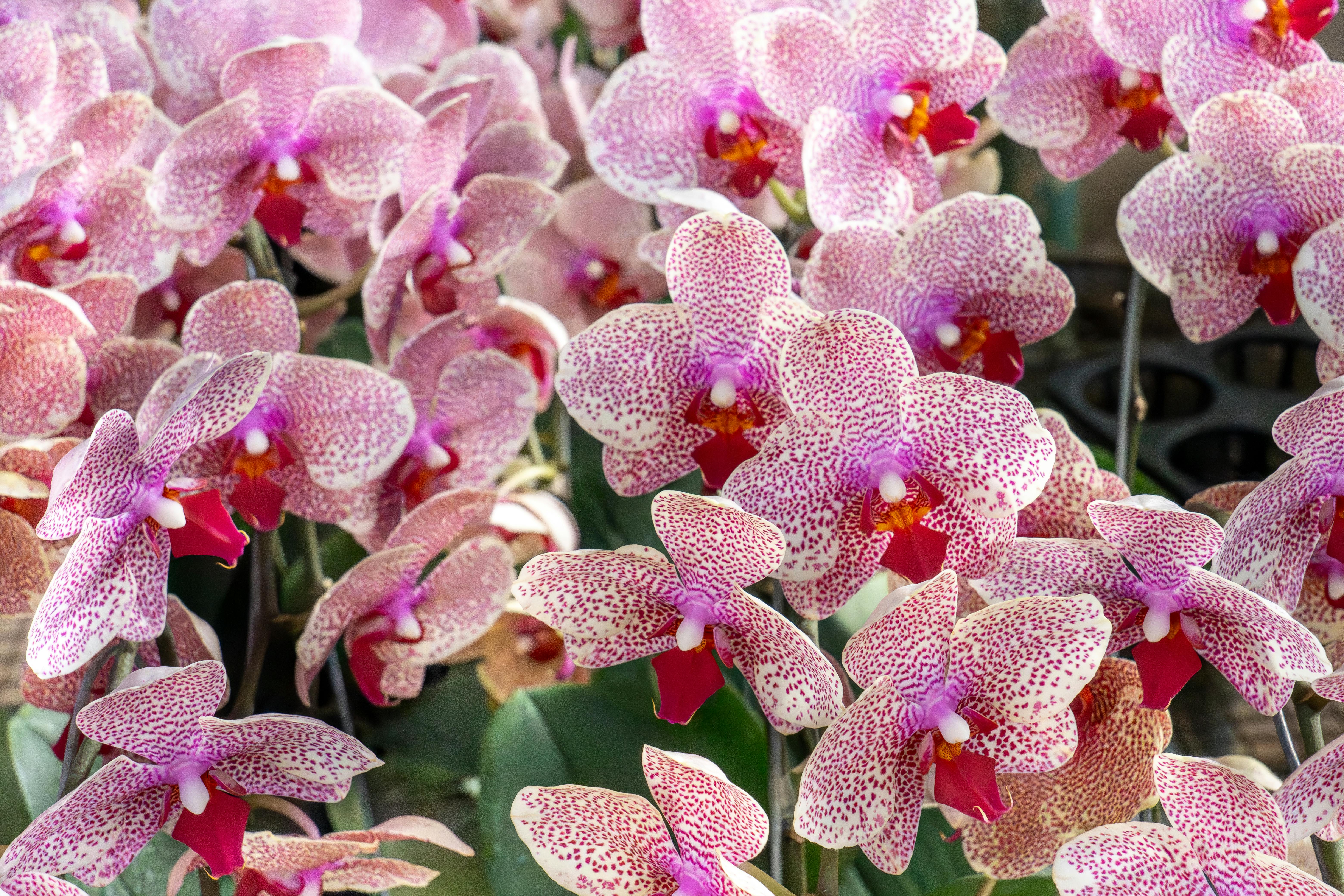 生活：芝加哥植物園年度蘭花展 寒冬中繽紛登場