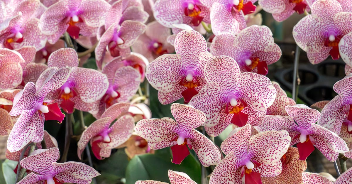 生活:芝加哥植物園年度蘭花展 寒冬中繽紛登場