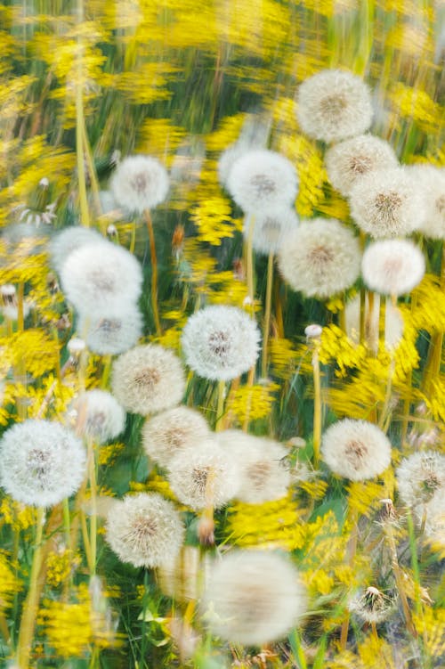 抽象, 蒲公英, 黄色的野花 的 免费素材图片