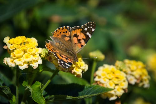 Foto profissional grátis de ao ar livre, aumento, borboleta