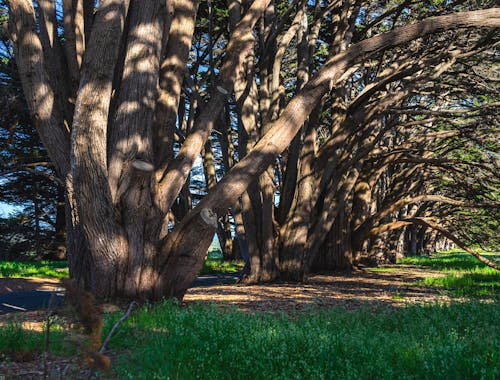açık hava, ağaç, ağaç kabuğu içeren Ücretsiz stok fotoğraf