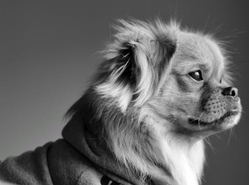 Monochrome Photo of Dog