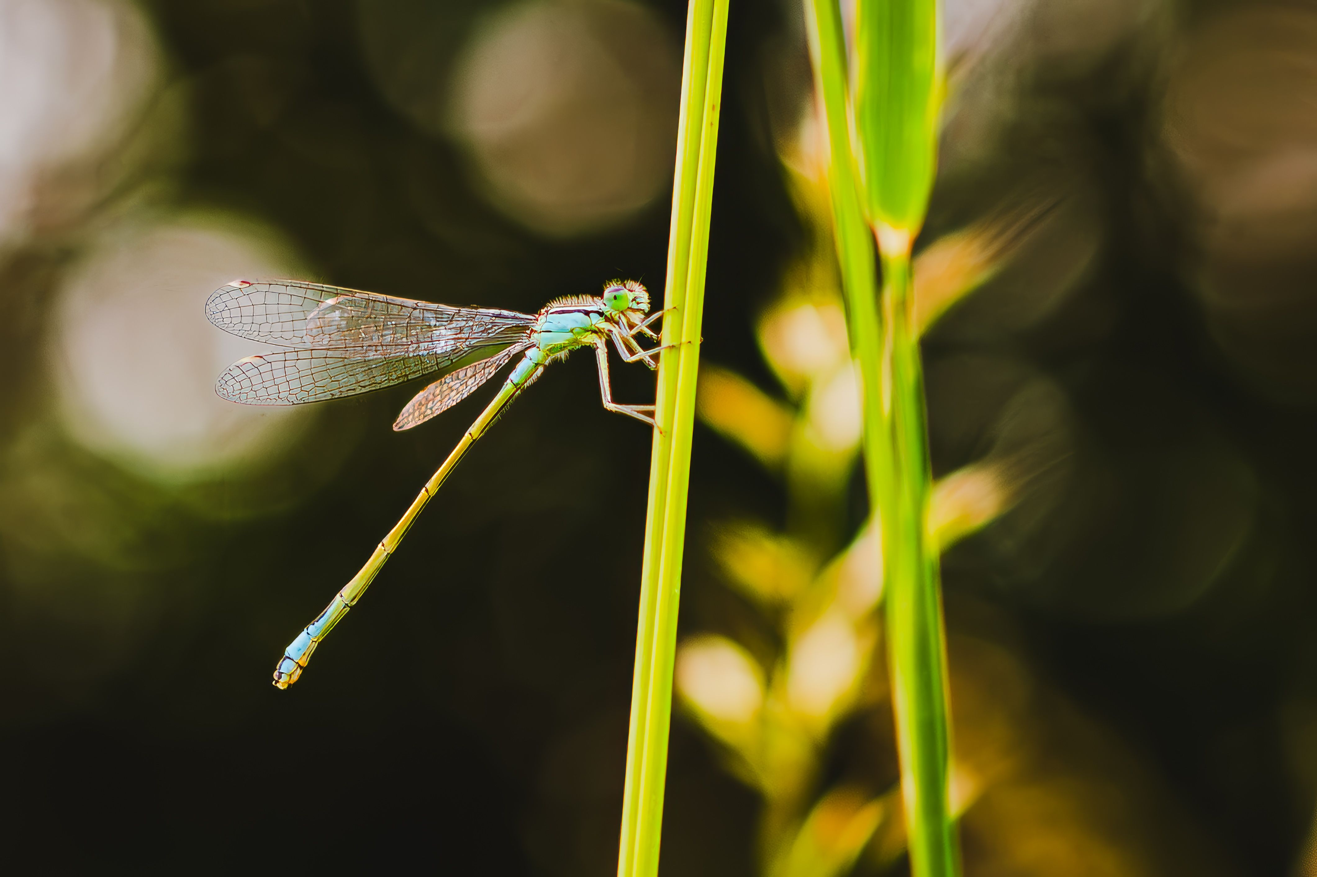 Damselfly on a Blade of Grass · Free Stock Photo