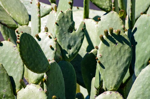 Gratis stockfoto met agave, aloë, blad