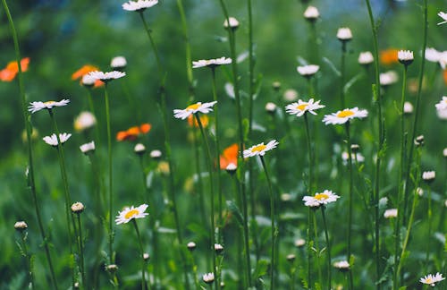 Immagine gratuita di ambiente, camomilla, campo