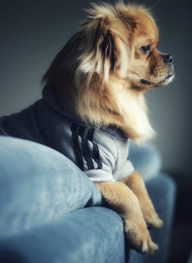 Side View Photo Of Brown Dog In Gray Sweater Leaning On Couch Backrest