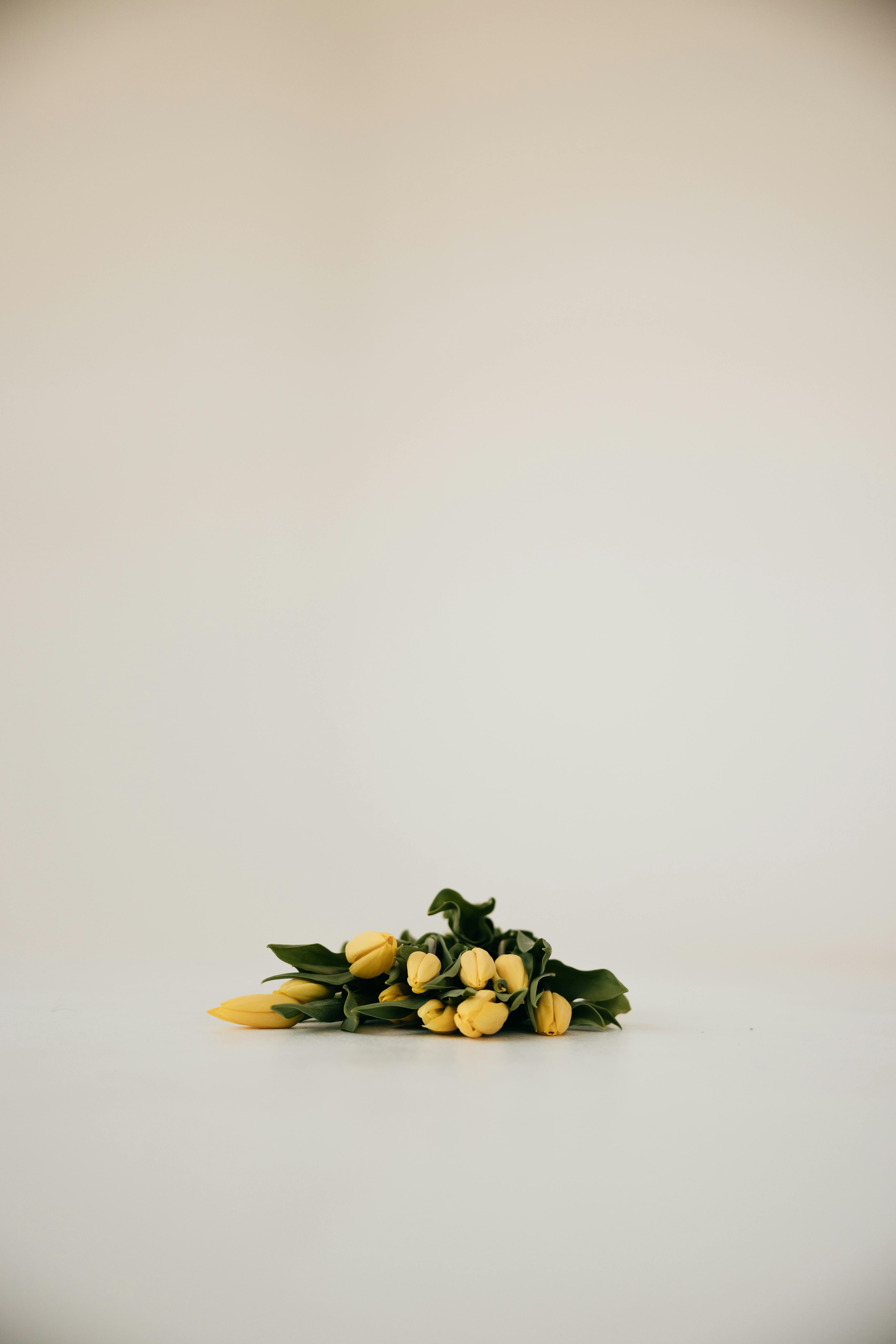 Kostenlos Kostenloses Stock Foto zu blühen, blumen, blumenarrangement Stock-Foto