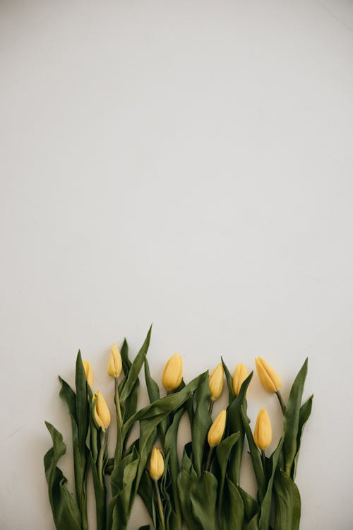 Gratis lagerfoto af dekoration, gule blomster, hvid baggrund
