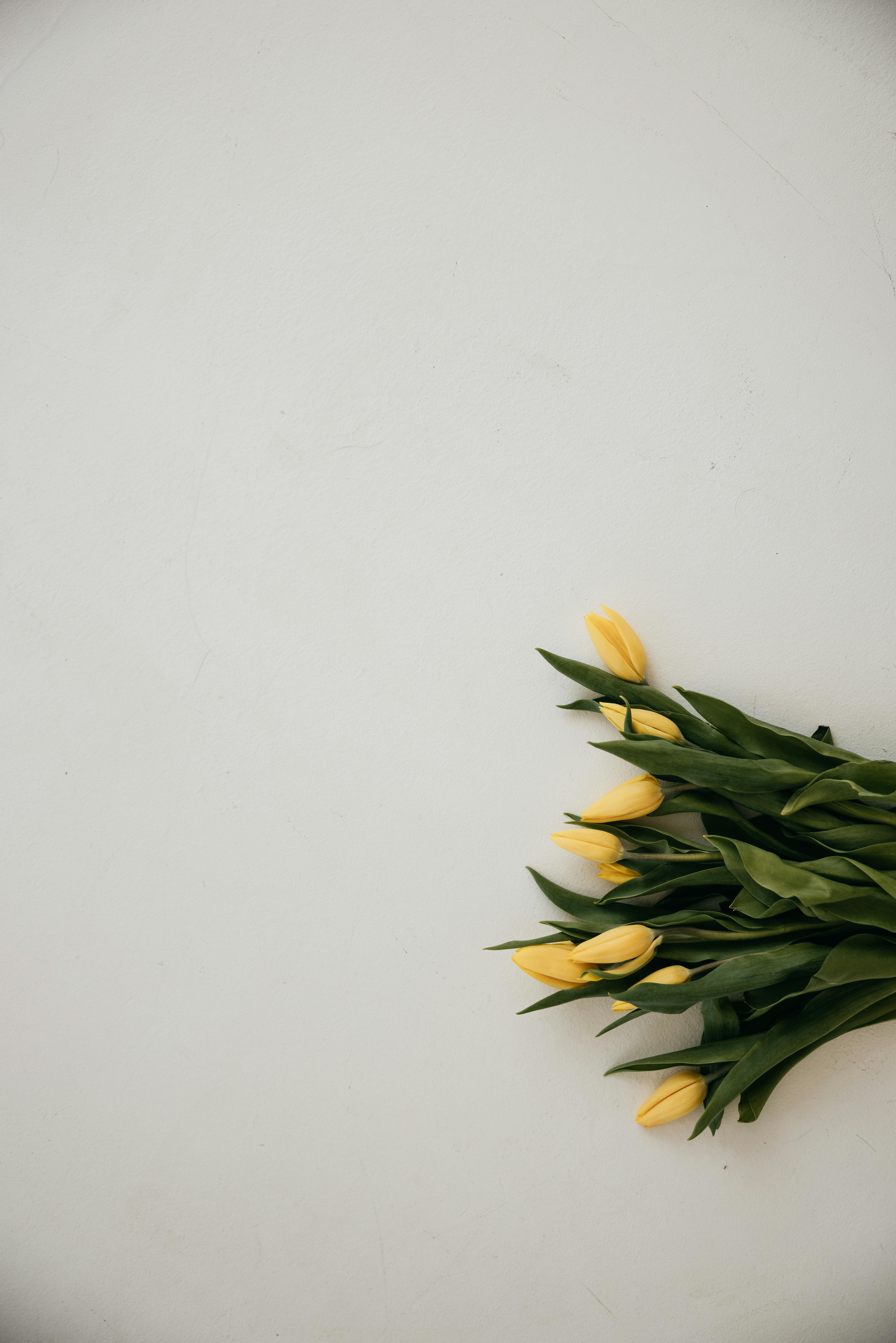 Gratis Fotos de stock gratuitas de arreglo, artístico, botánico Foto de stock