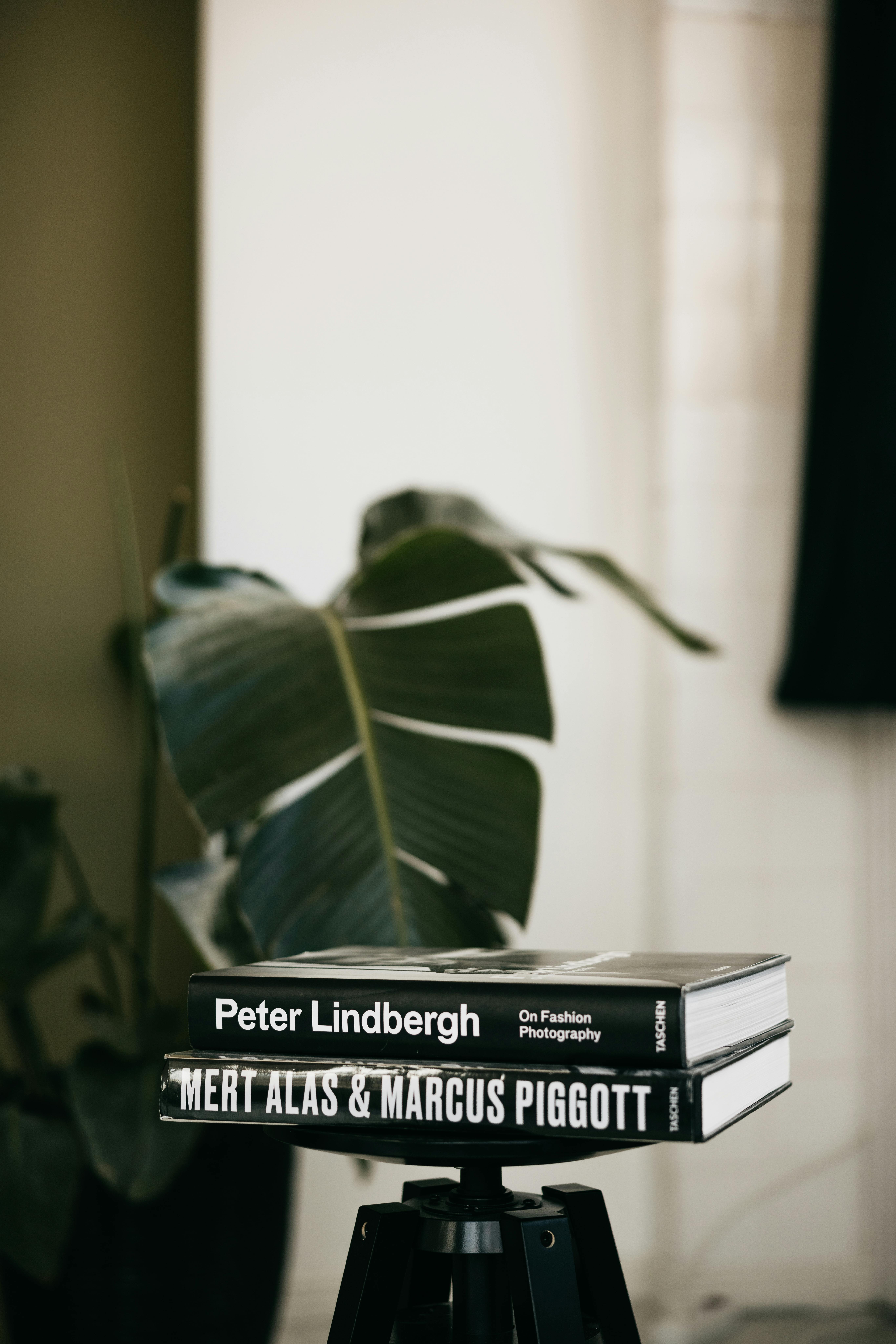 Stylish home corner featuring fashion photography books and a lush houseplant.