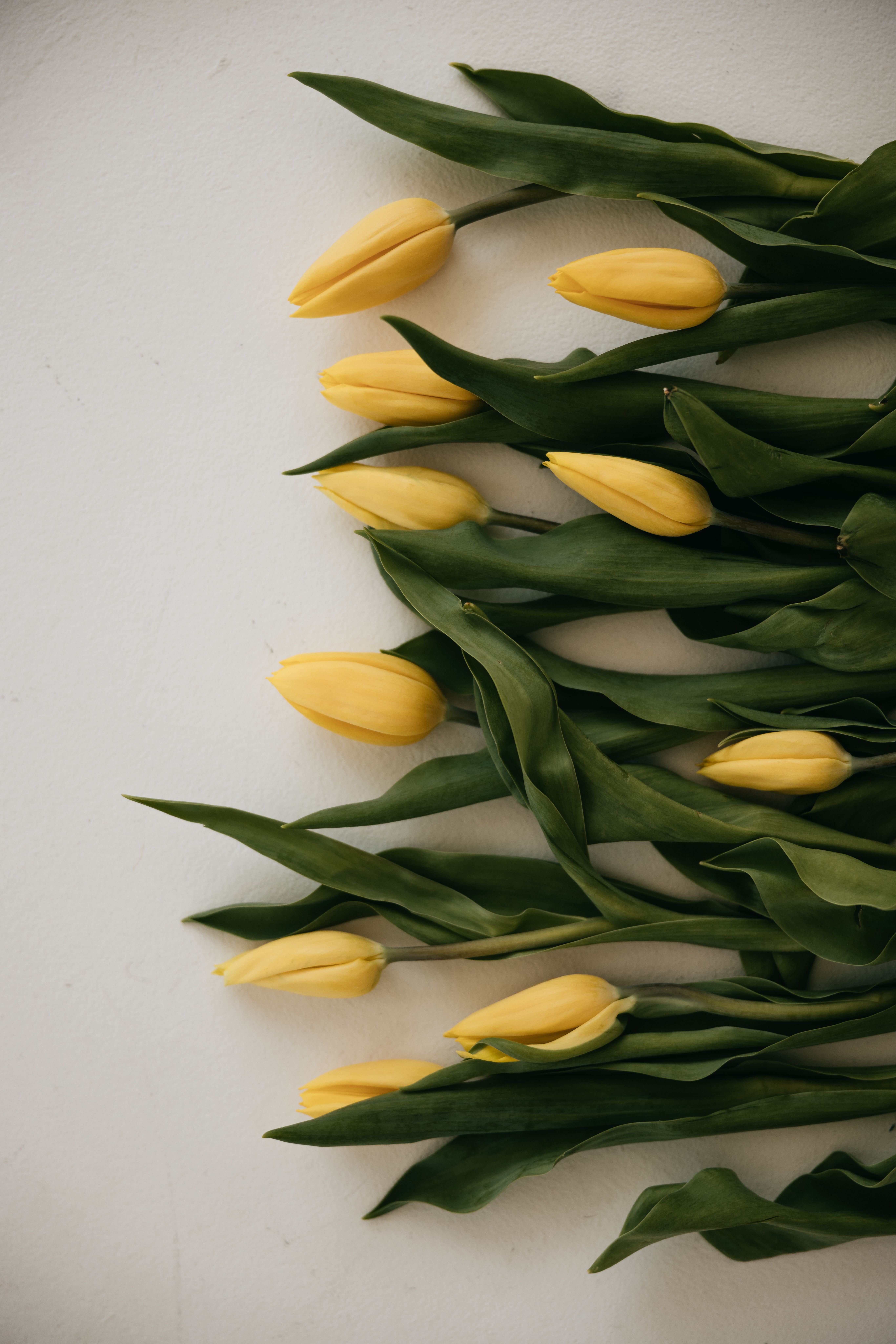 Beautiful yellow tulips elegantly arranged on a white surface, showcasing natural charm and simplicity.