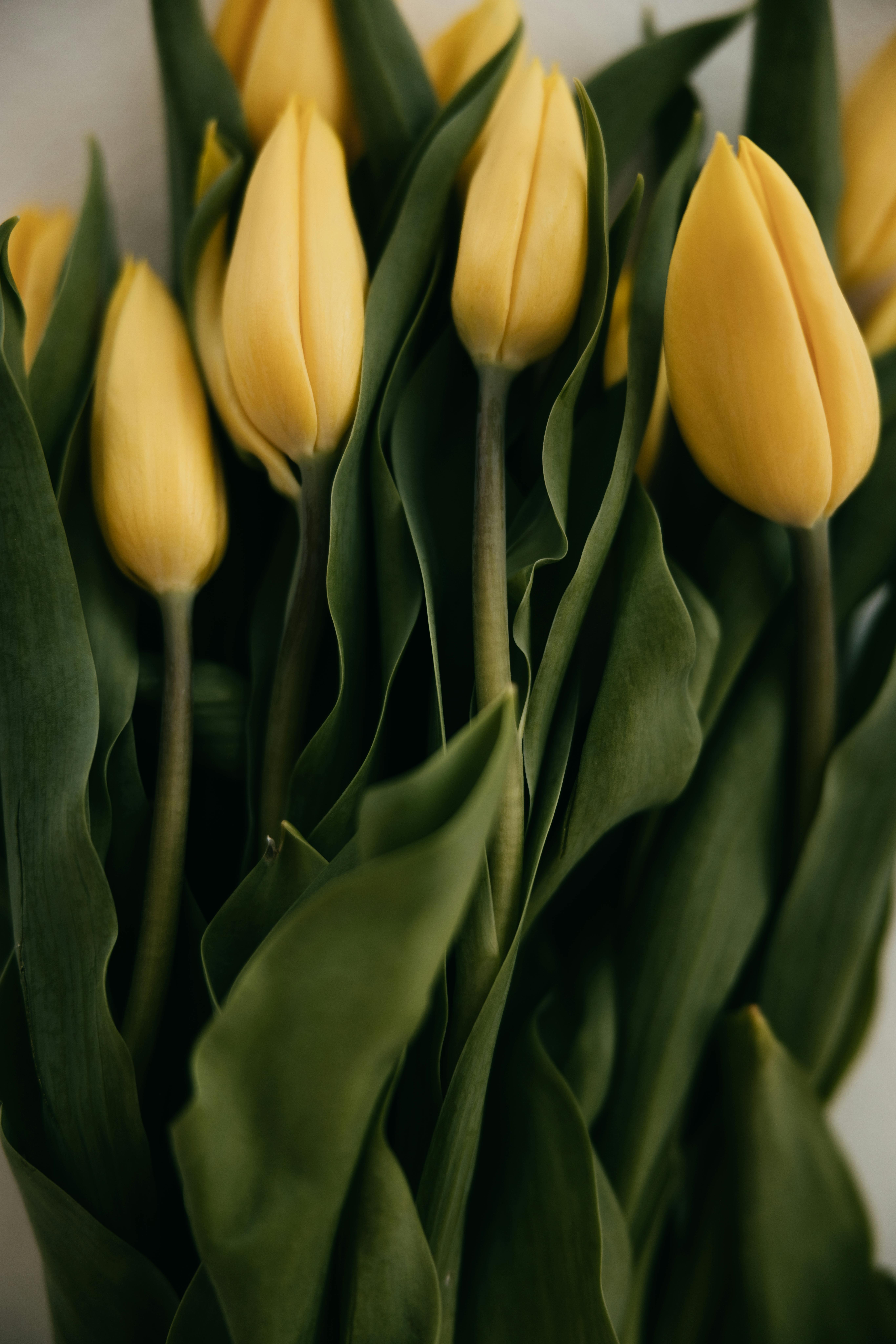 A close-up shot of vibrant yellow tulips with lush green leaves, exuding spring freshness.