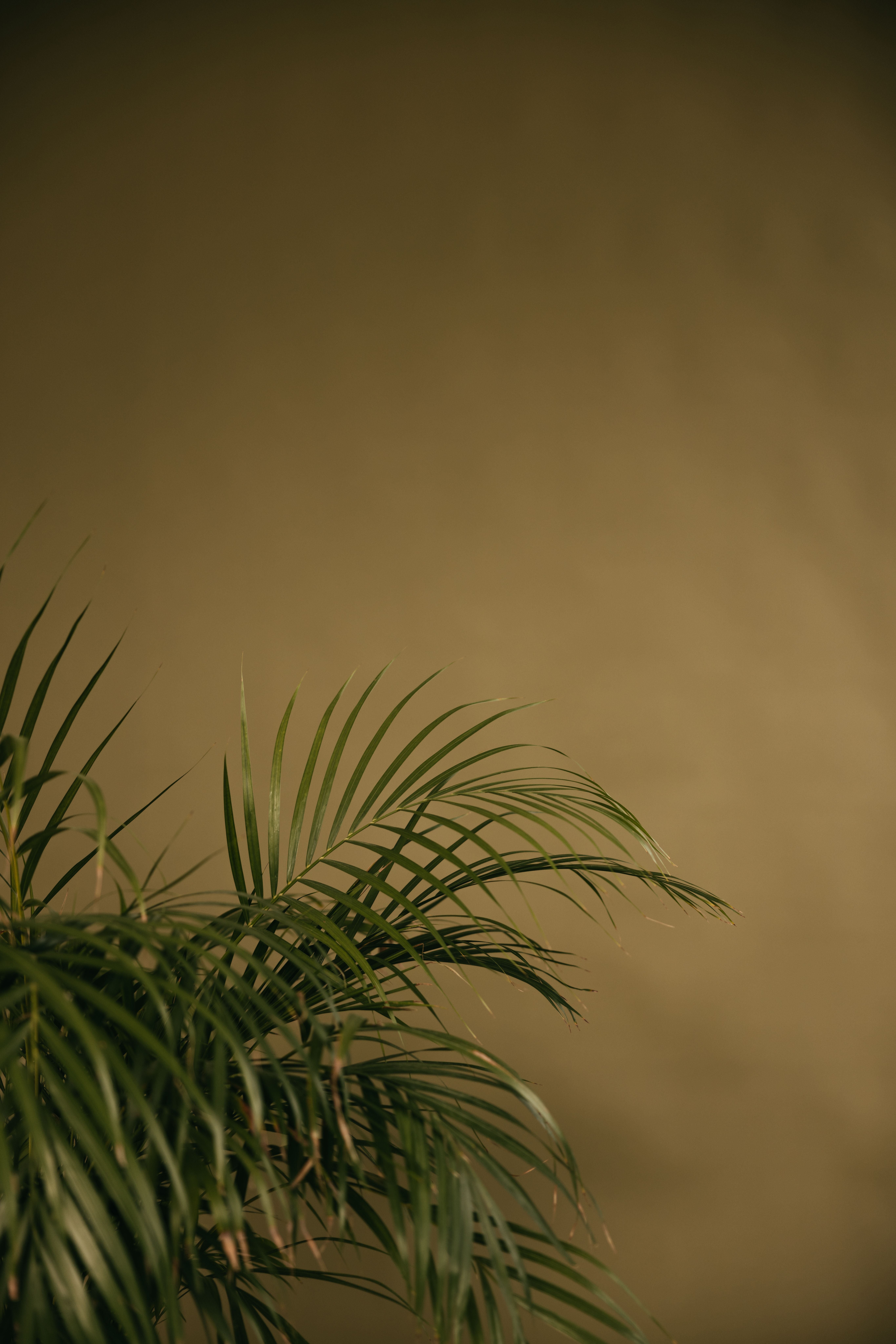 A Palm Plant Standing against the Wall · Free Stock Photo
