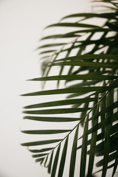 Free Detailed close-up of green golden cane palm leaf fronds against a light background, capturing natural elegance. Stock Photo