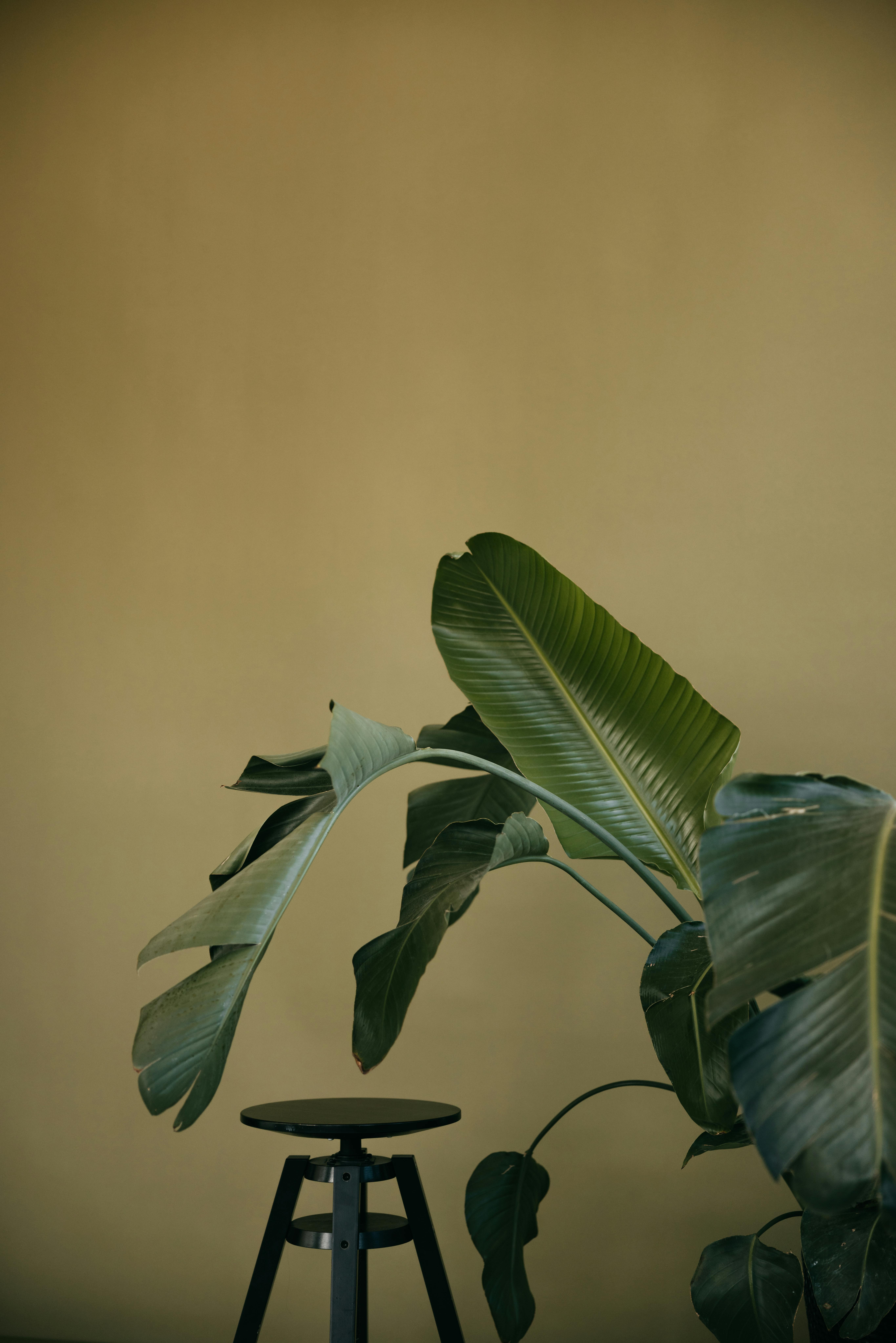 Gratuit Imagine de stoc gratuită din aranjarea plantelor, armonios, botanic Fotografie de stoc