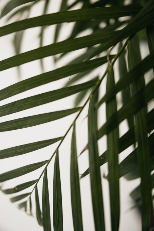 Free Detailed shot of green fern leaves against a white background, perfect for nature or botanical themes. Stock Photo