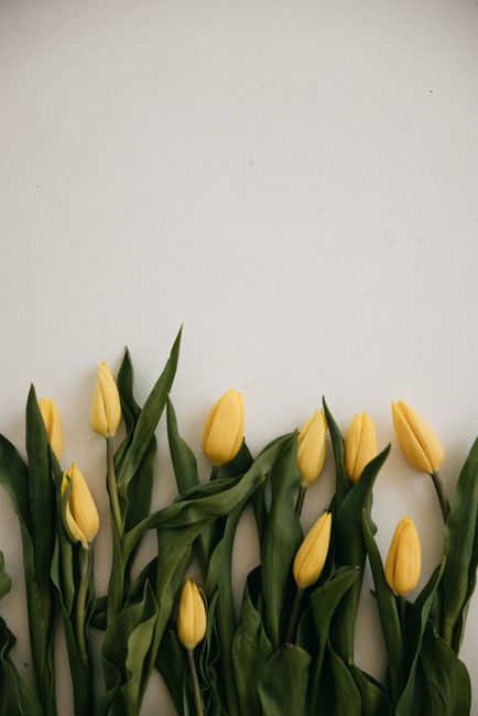 Elegant arrangement of yellow tulips with green leaves on a minimalist white background, perfect for visual projects.