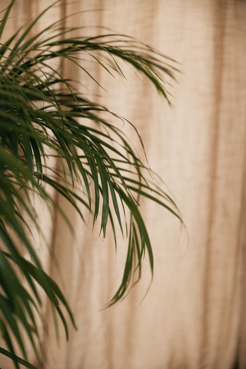 Free Close-up of tropical palm leaves with soft background focus, ideal for interior decor theme. Stock Photo