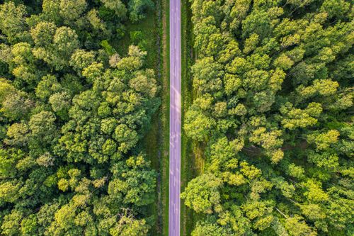 Free Drone shot of a forest road surrounded by dense green trees in summer. Stock Photo