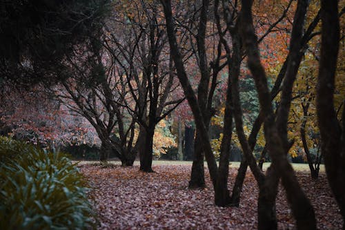 Immagine gratuita di atmosfera de outono, autunno, autunno estetico