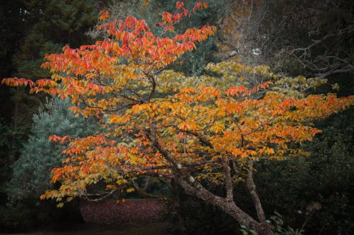 Immagine gratuita di atmosfera de outono, autunno, autunno estetico