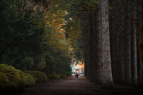 Immagine gratuita di atmosfera de outono, autunno, autunno estetico