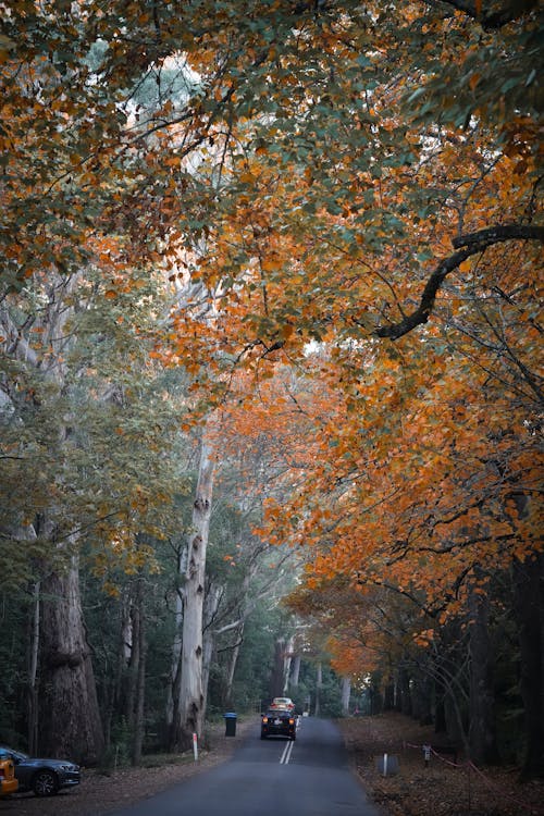 Immagine gratuita di atmosfera de outono, autunno, autunno estetico