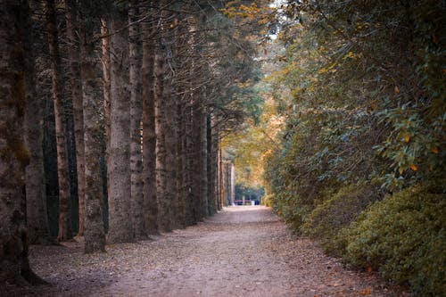 Immagine gratuita di atmosfera de outono, autunno, autunno estetico