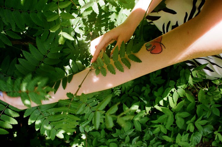 Photo Of Person Holding Fern Leaves