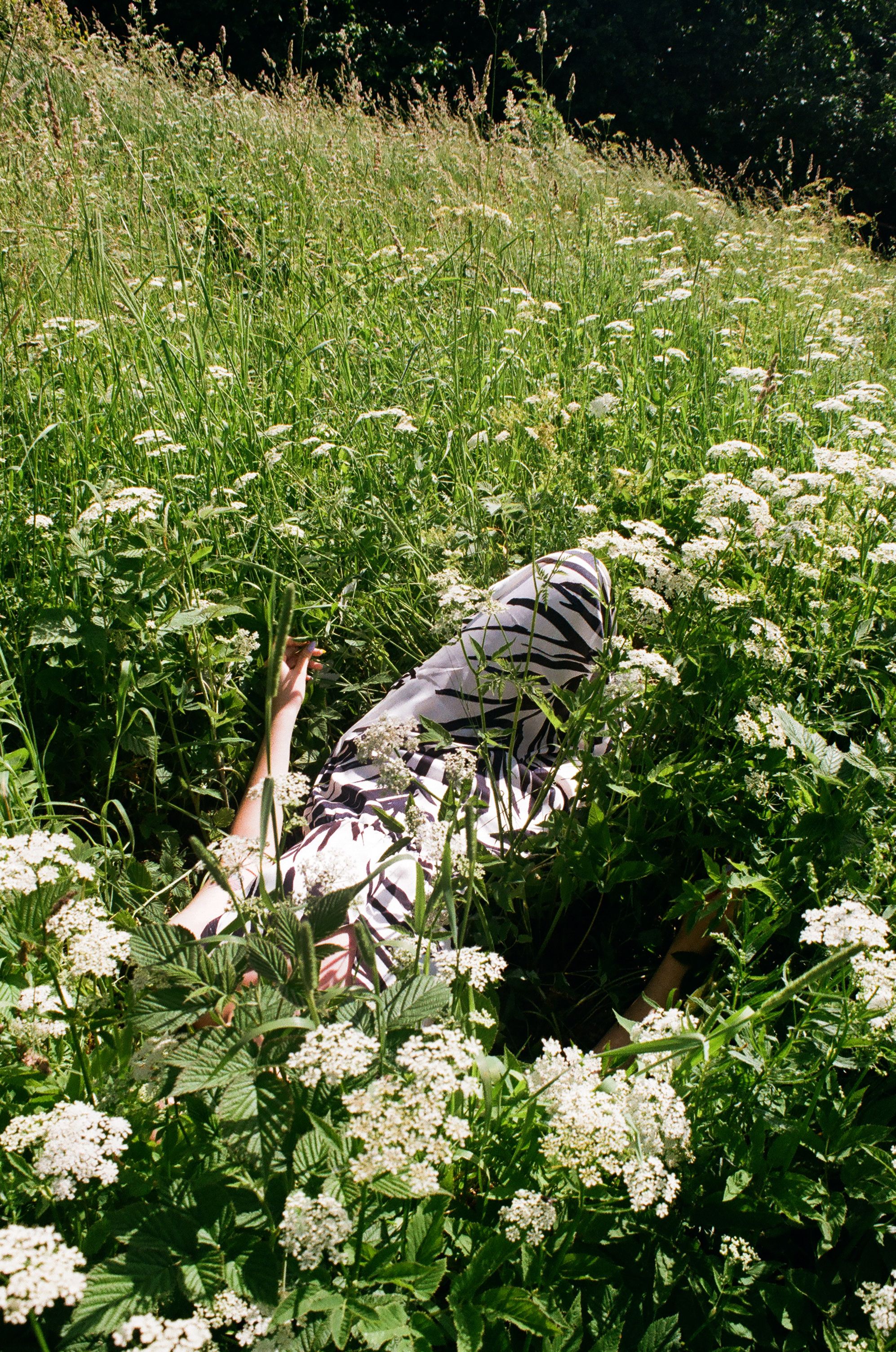 Woman Lying in the Middle of a Flower Field · Free Stock Photo