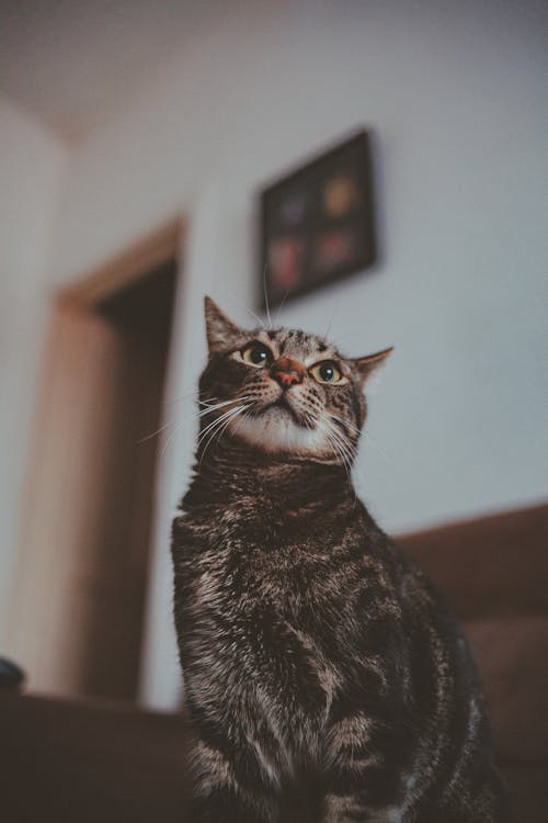 ぶち猫のローアングル写真