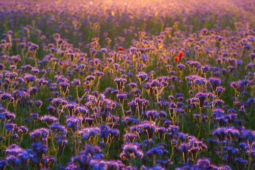 Foto profissional grátis de área, campo de feno, flores lilás
