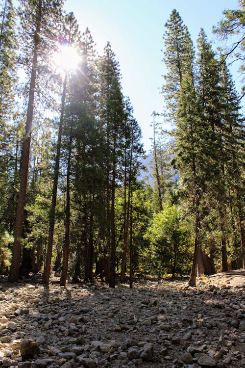 Free Photo of Tall Trees During Daytime Stock Photo