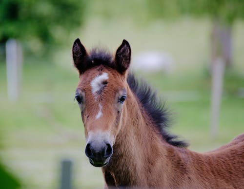 Gratis lagerfoto af animalier, cheval, criniere