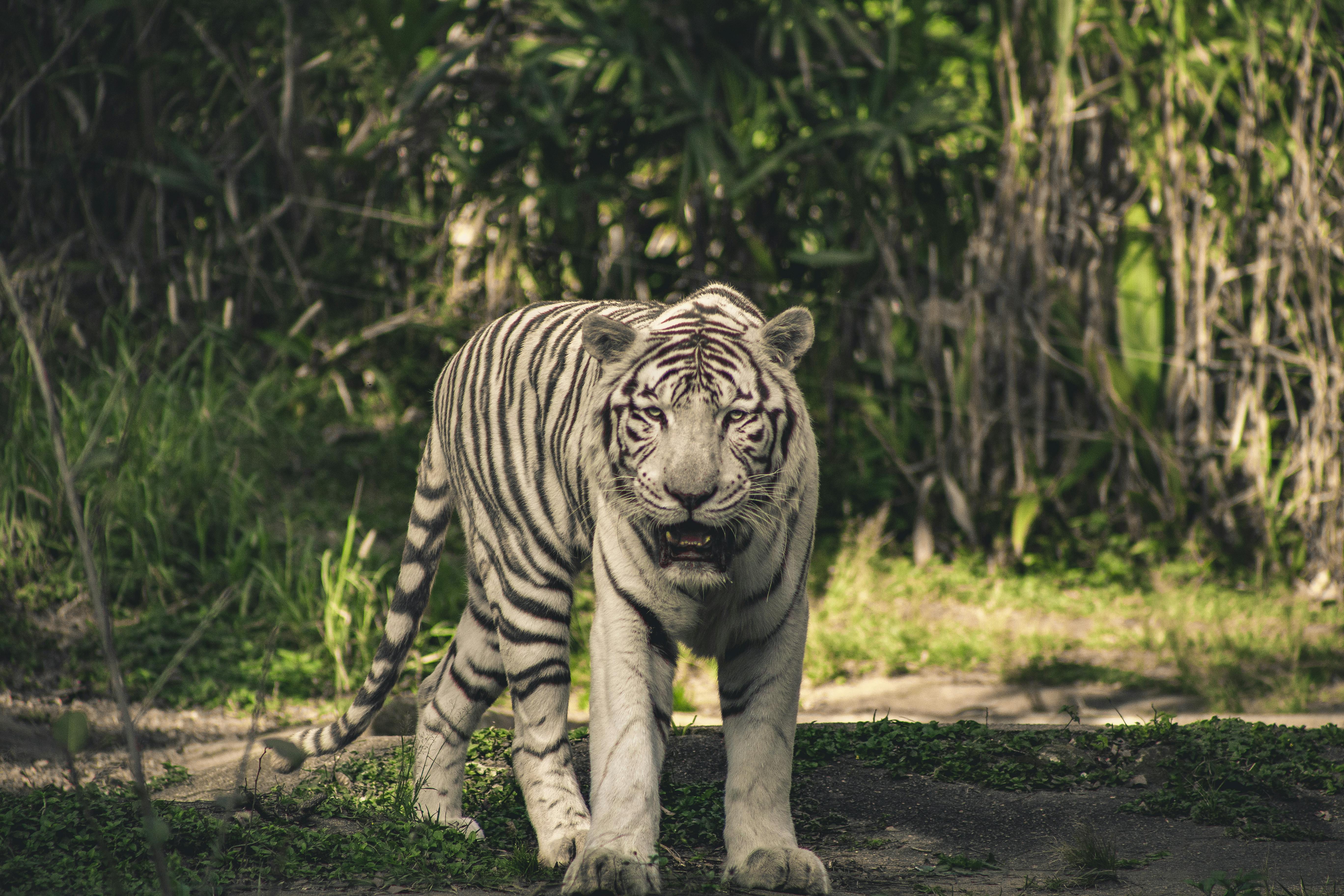 Bengal Tiger 2K wallpaper download